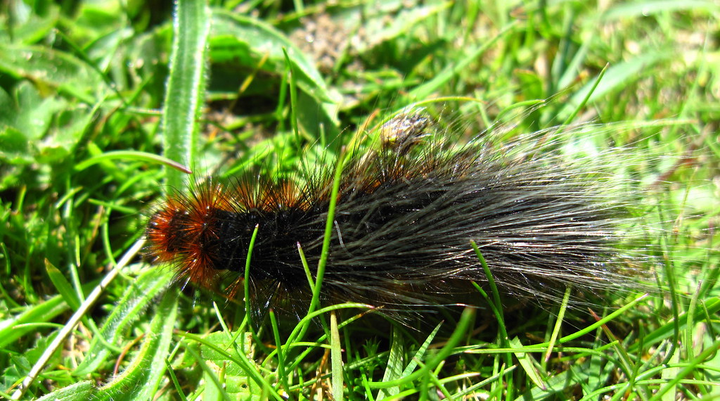 Godrevy point, Hells mouth and Deadmans Cove HPovey Flickr