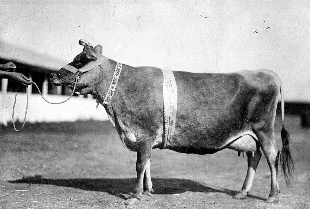 Champion Jersey cow at the Royal Adelaide Show a photo on Flickriver