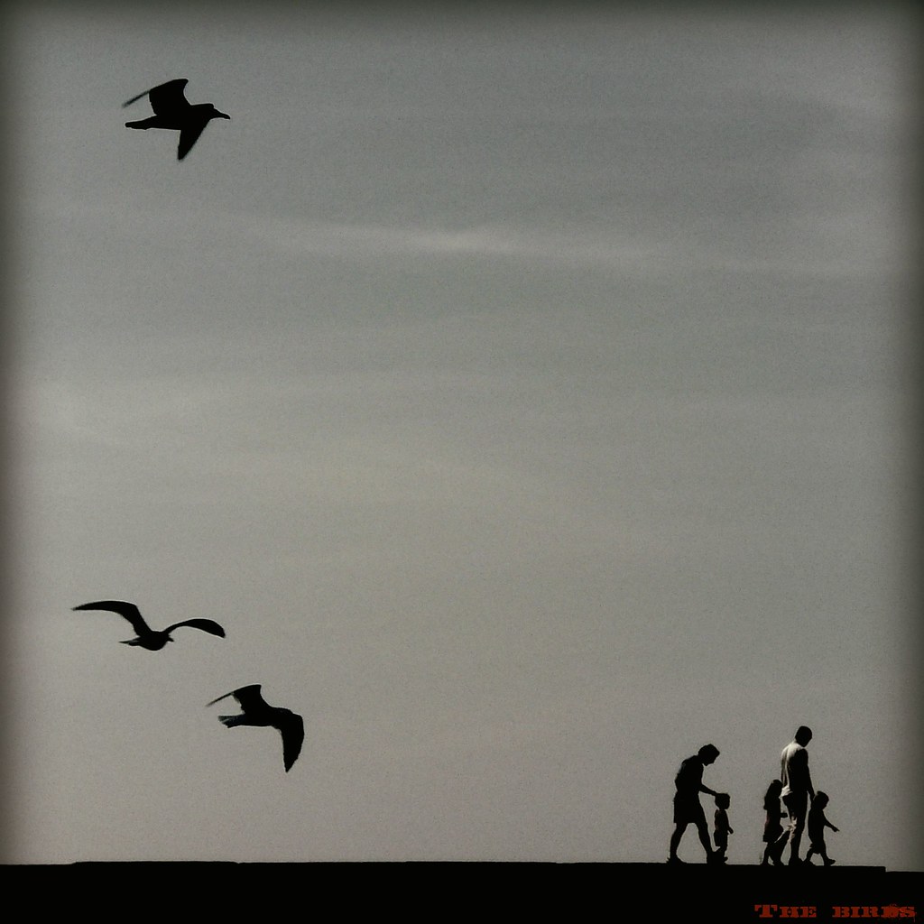 The birds(Hitchcock Tribute) a photo on Flickriver