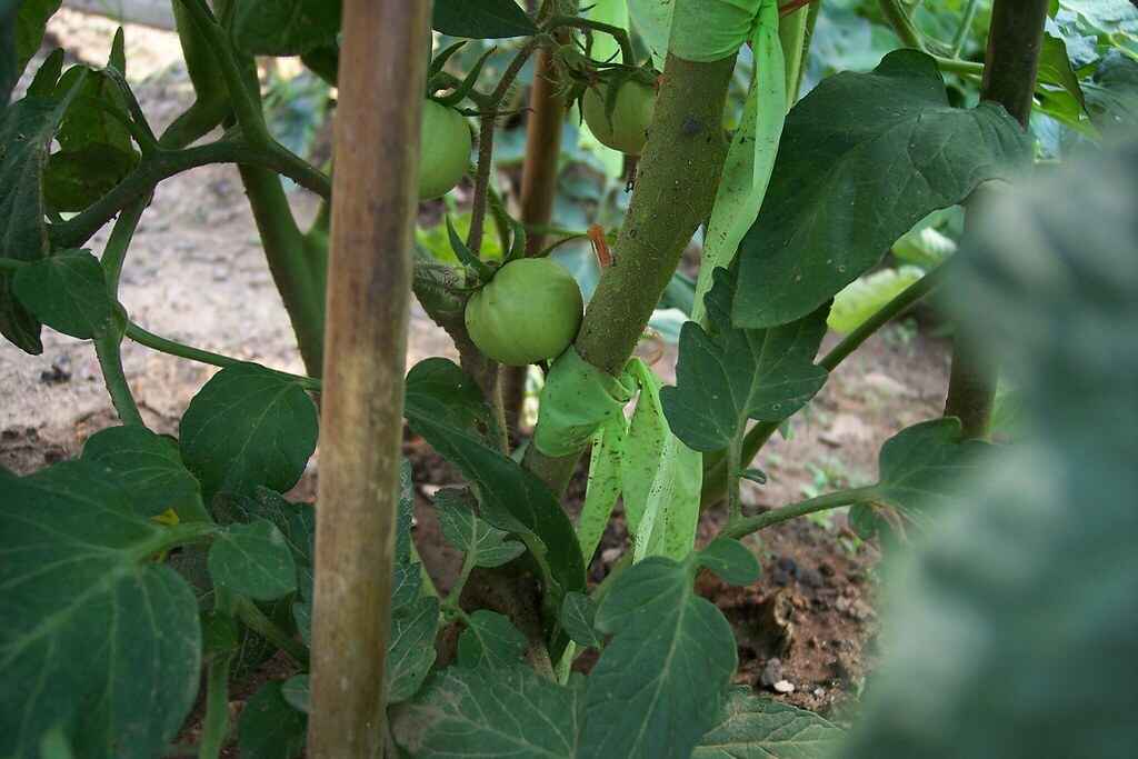 062809 Garden 002 Mountain Pride tomatoes are setting on… John