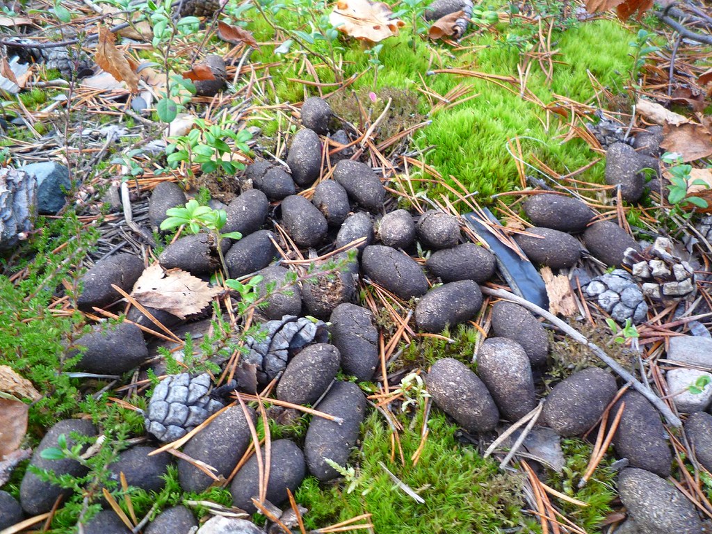 Elk Poop Spotted close to the Russian border near Paljakka… Flickr