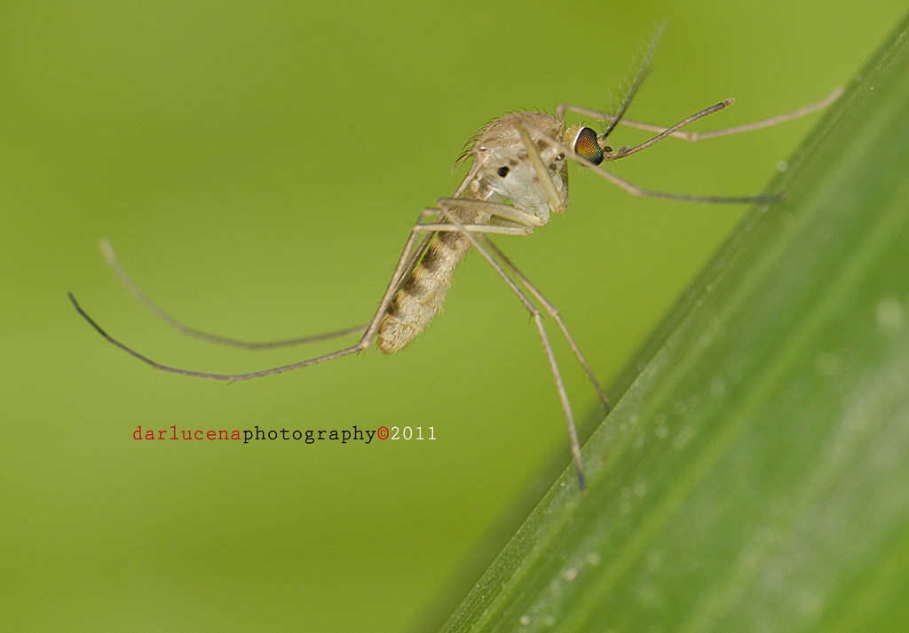 MOSQUITO ( ANG LAMOK ) Mosquito (from the Spanish or Portu… Flickr