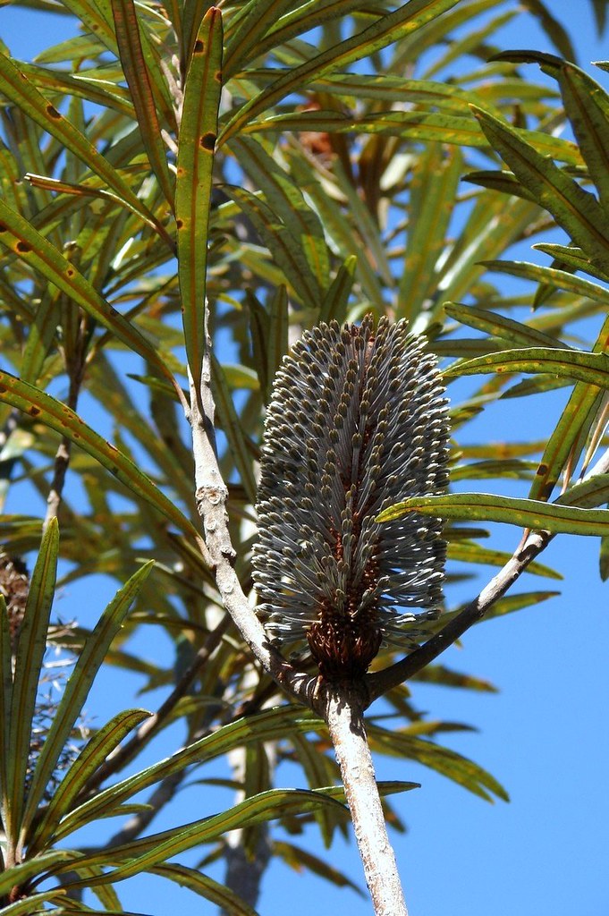 Blue Banksia Banksia plagiocarpa Flora of Hinchinbrook isl… Flickr