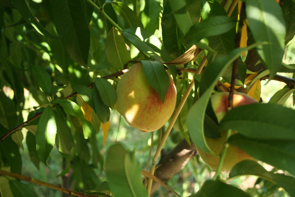 Peach Carter Mountain Peach Orchard. Charlottesville, VA Brent