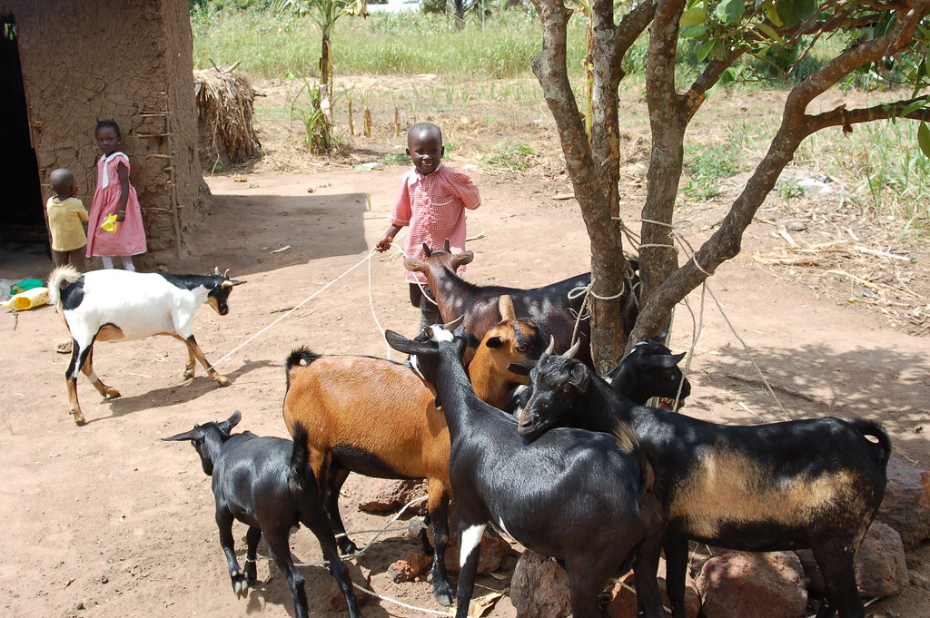 Collecting Goats for Microlending Program GlobeMed at UNC Chapel Hill Flickr