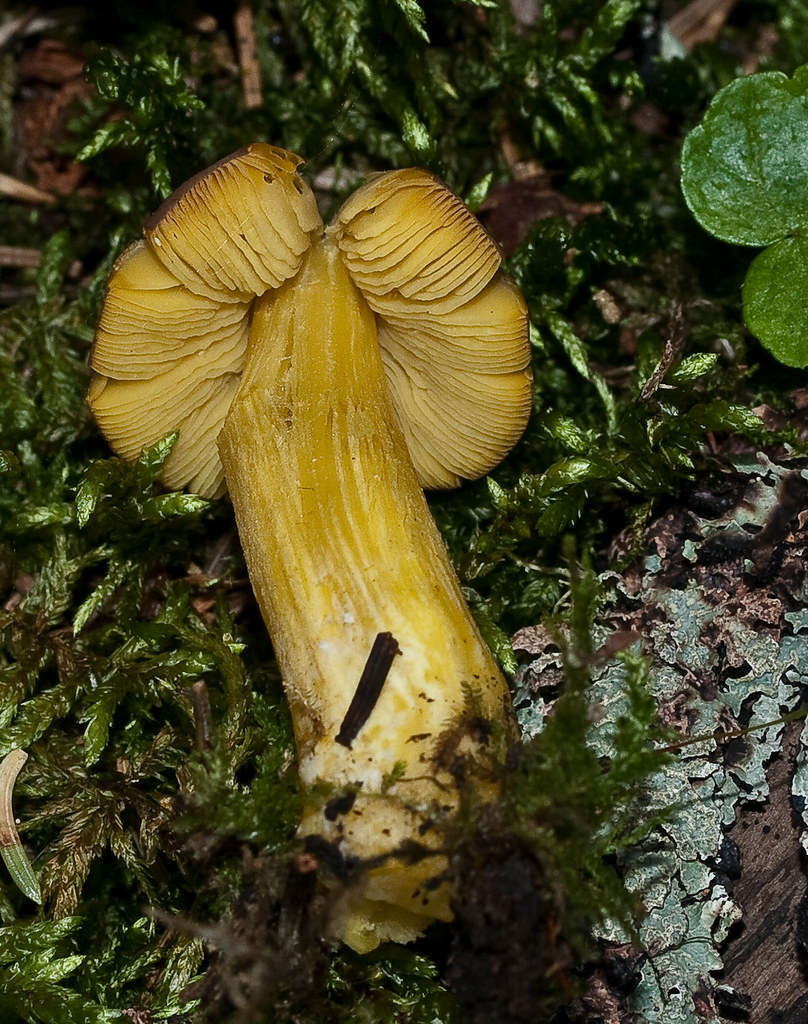 Yellow/Brown Mushroom (2) ID needed. A mushroom with a bro… Flickr
