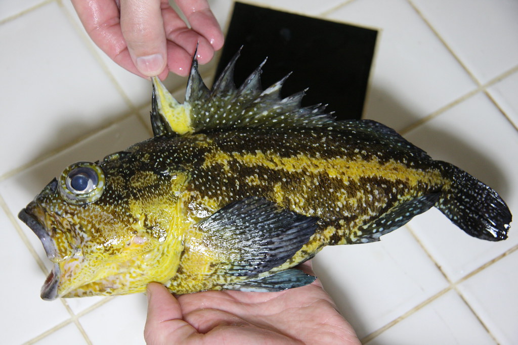 China Rockfish (Sebastes nebulosus) Sebastes nebulosus I w… Flickr