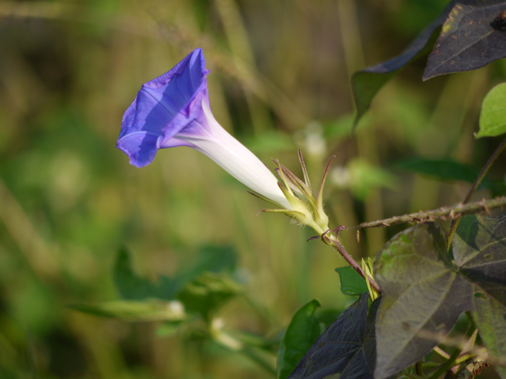 Taliyari (In Malayalam) | Convolvulaceae (Convolvulus, Bindw… | Flickr