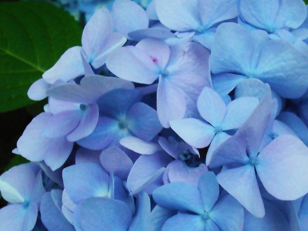 The Blues (and Purples...) Amber Weidenhamer Flickr