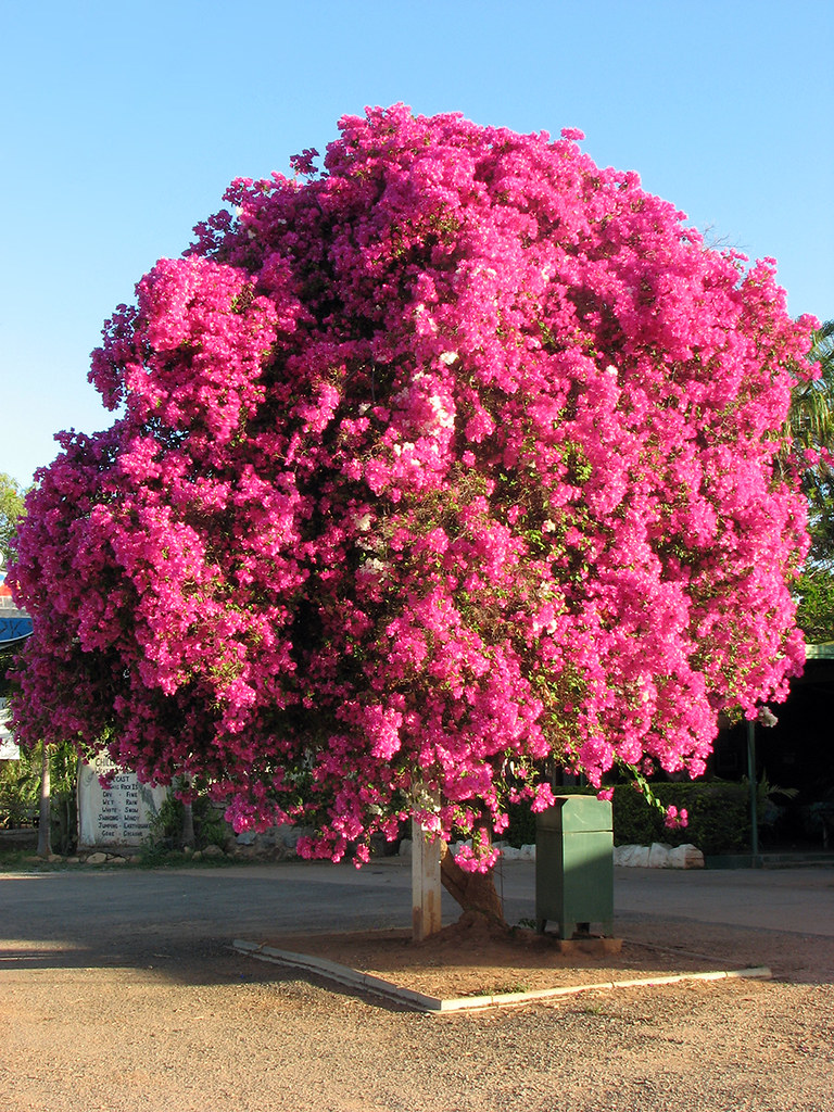 Bougainvillea at Chillagoe Largest I Have Seen I am goin… Flickr