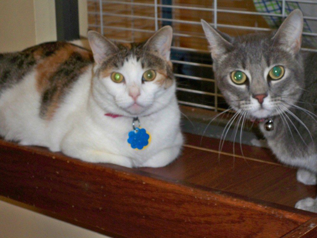 100_0914 Austin Humane Society Flickr