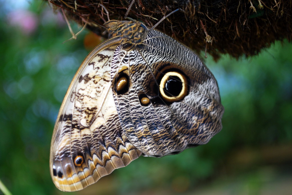 Owl butterfly just1snap Flickr