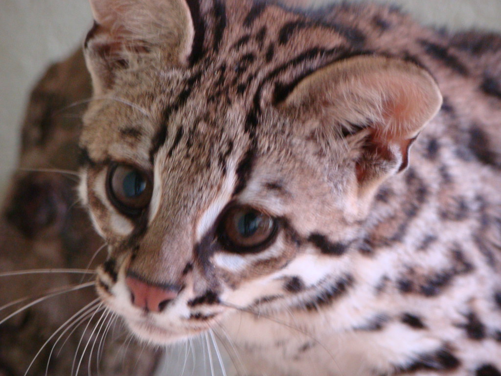 Filhote Leopardus tigrinus O gatodomato ou gatodomato… Flickr