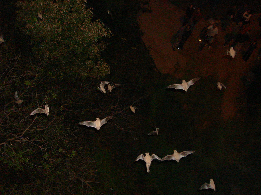 DSC06707 Austin Bats Caomai Flickr