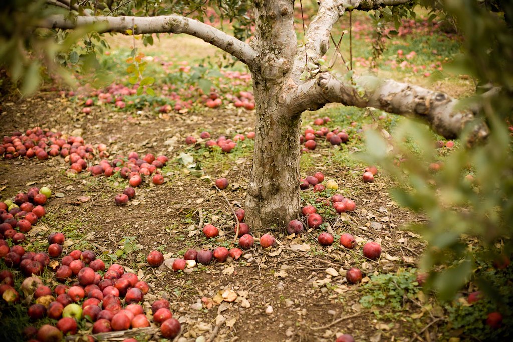 Apple tree Upstate New York Shot with a Canon 5D Mark 2 Bryce Prevatte Flickr