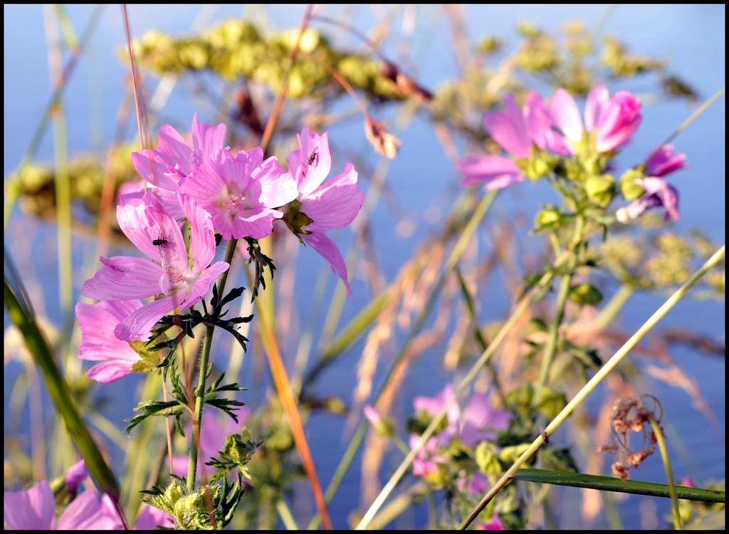 Reservoir flowers...... David Flickr