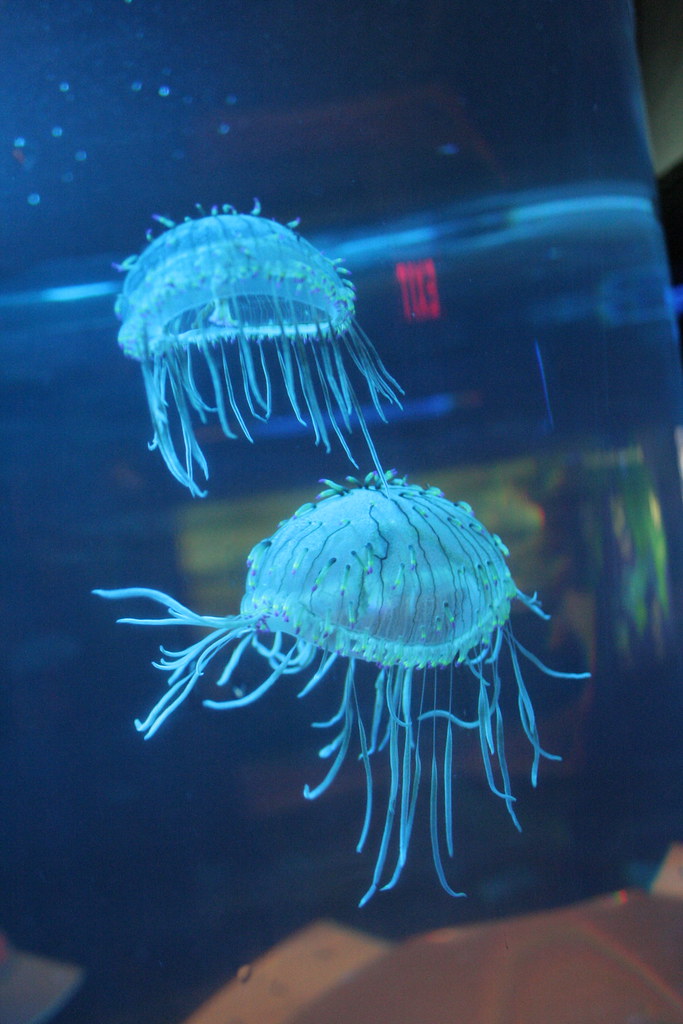 Flower Hat Jellyfish Jellies are the simplest multicelled… Flickr