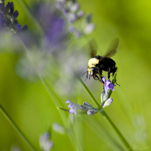 Lavender Nectar nsjmetzger Flickr