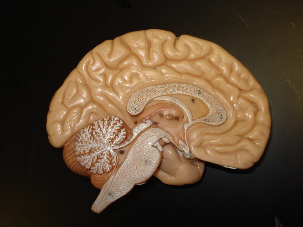 Brain Model Shows the inside of the brain, corpus callosum… Flickr