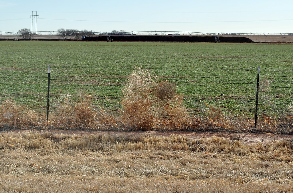 Texas tumbleweed Tumbleweed was still blowing as I visited… Flickr