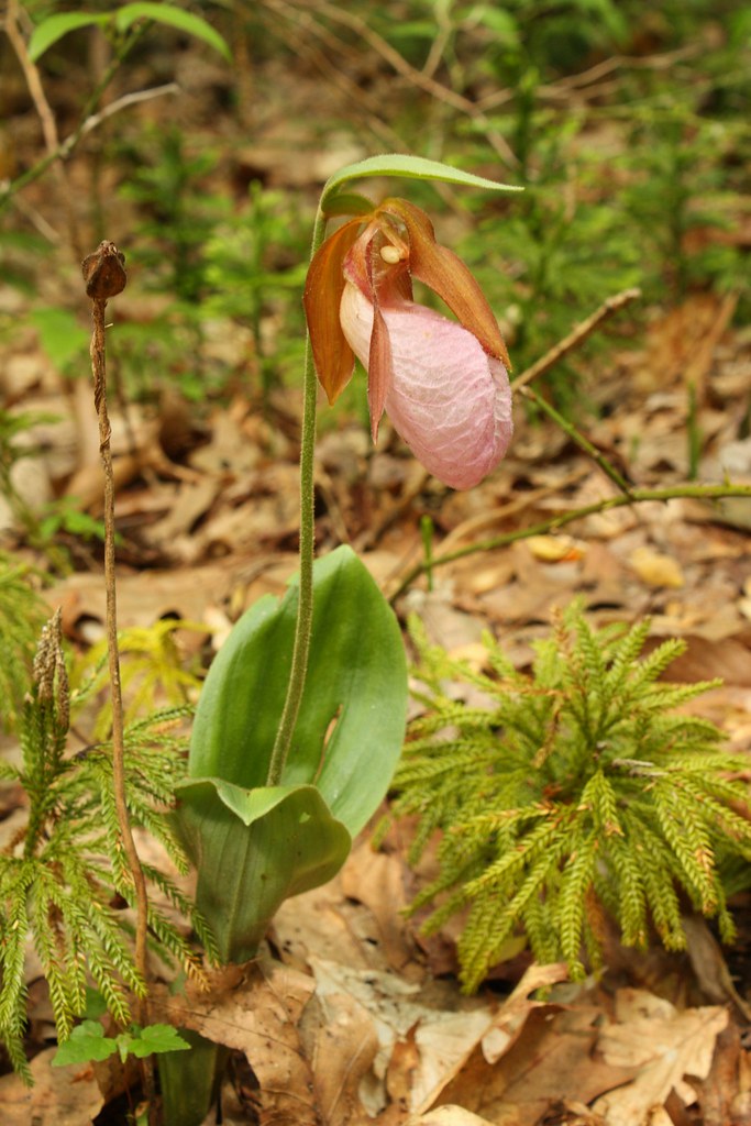 Wild Pink Lady Slipper Wild pink lady slippers found on th… Flickr