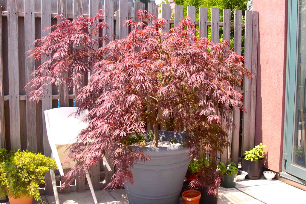 JAPANESE ACER RED DWARF MAPLE TREE FOR SALE IS THIS BEAU… Flickr