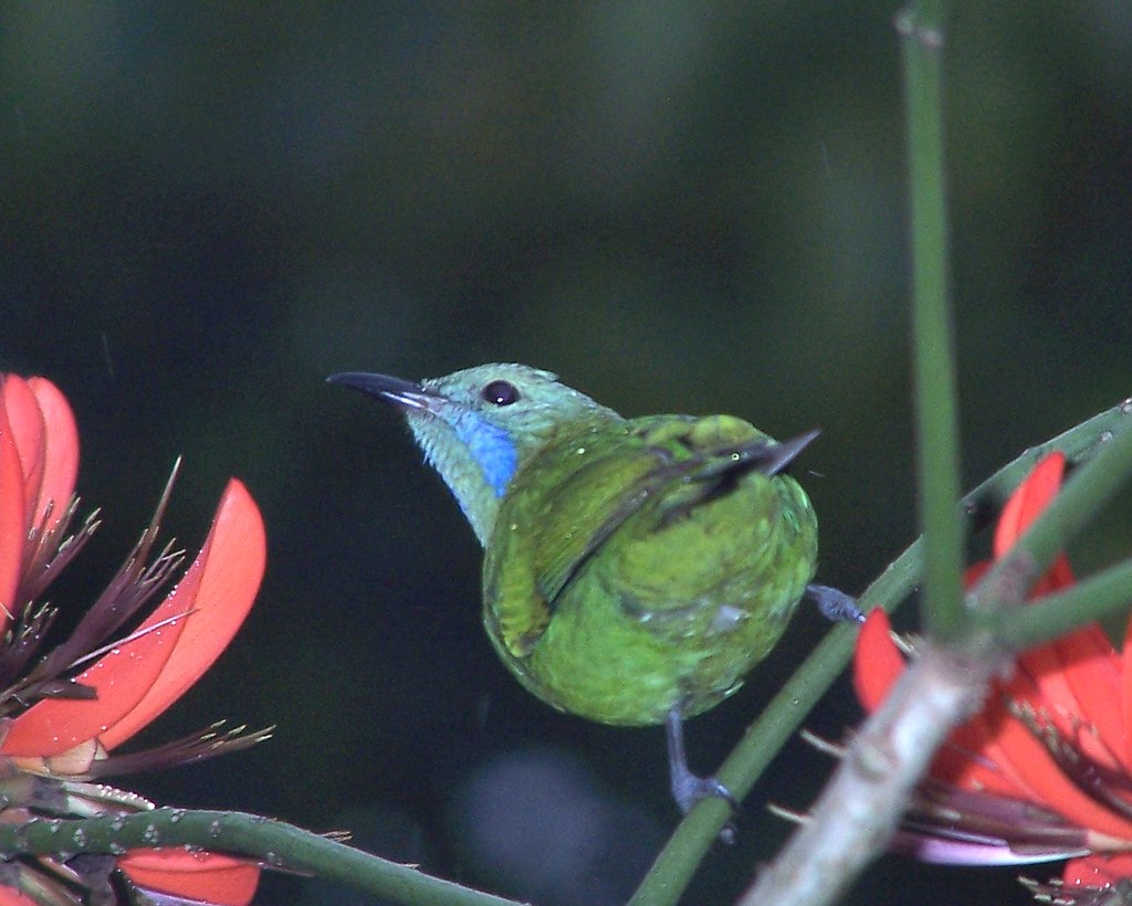 Flower Hunter Without birding out for more than a week und… Flickr