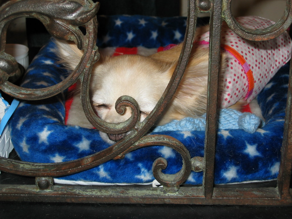A tiny dog sleeping in a cage new.lands Flickr