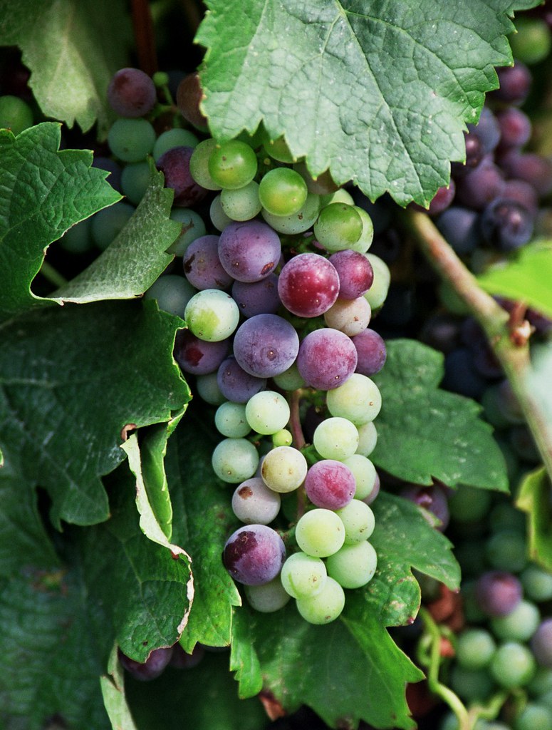 Grapes in france grapes at the vinyard in FRance during my… Wouter