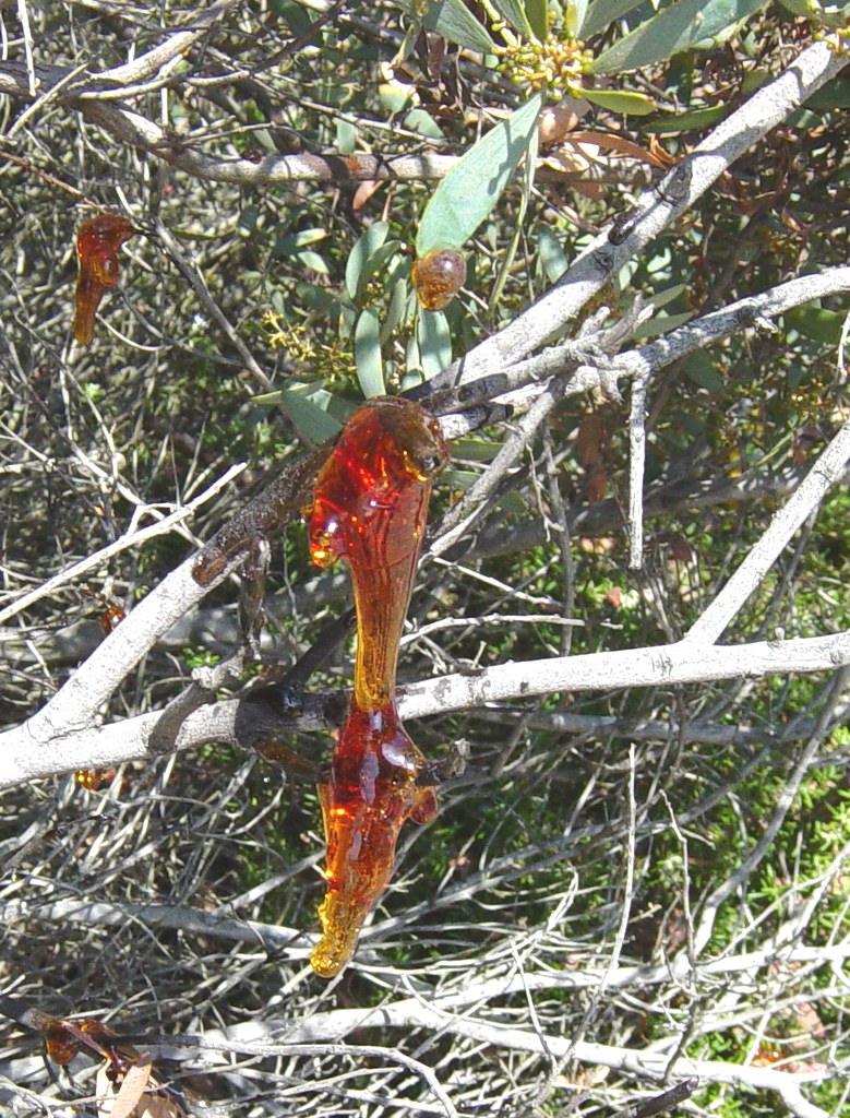 Sap from trimmed bush Sap from pruned bush, Southern Calif… Flickr