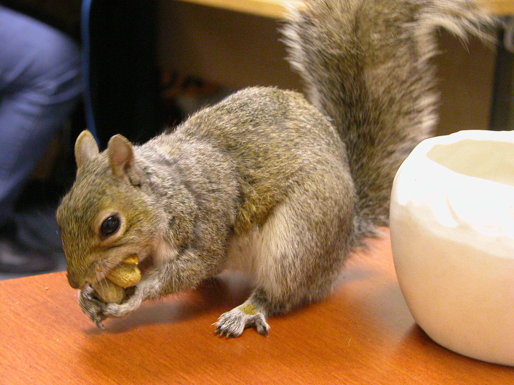 SanAntonio Squirrel 158 Office squirrel Darcys Flickr