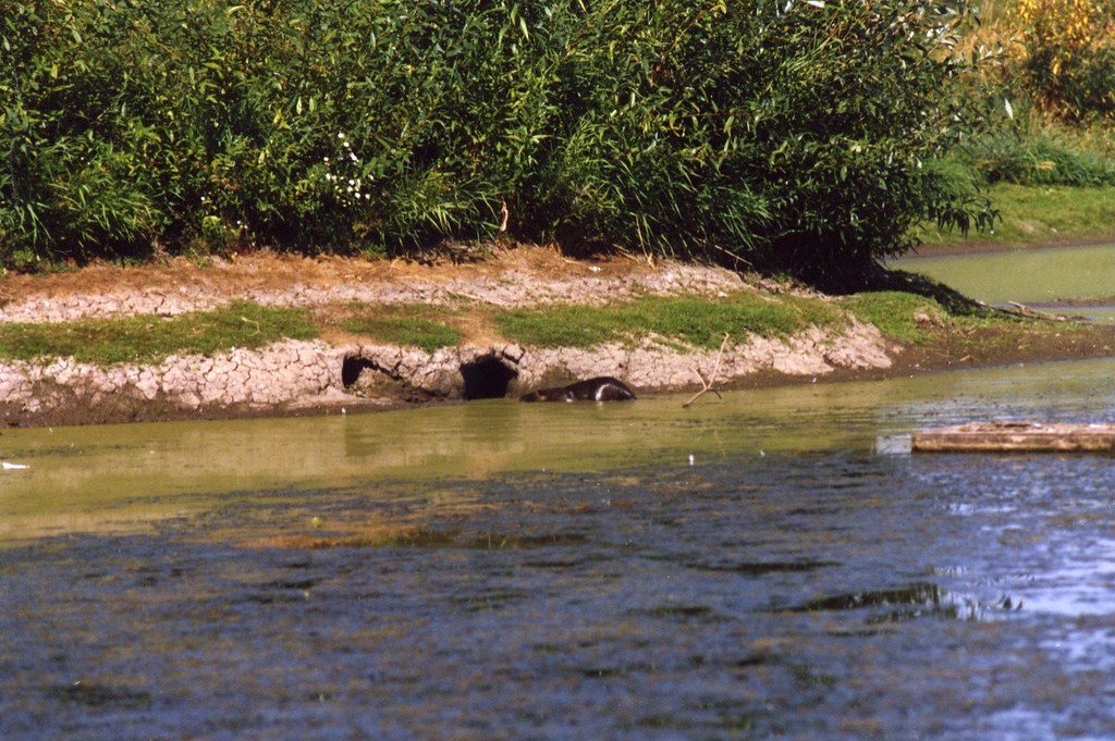 Nutria and its Burrow, Happy Furry Friday There are Nutria… Flickr