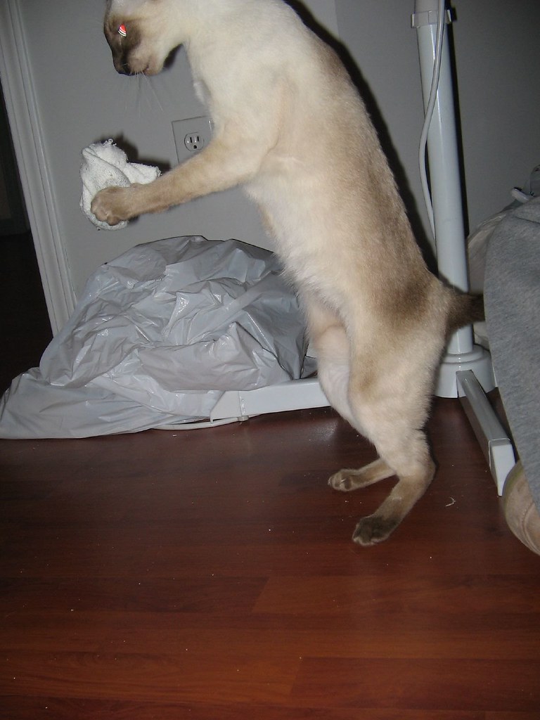 The power of kitty 'drugs' Belinda Flickr