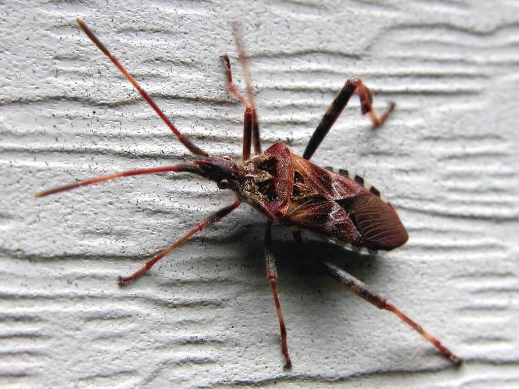 Bug on vinyl siding Norman Walsh Flickr