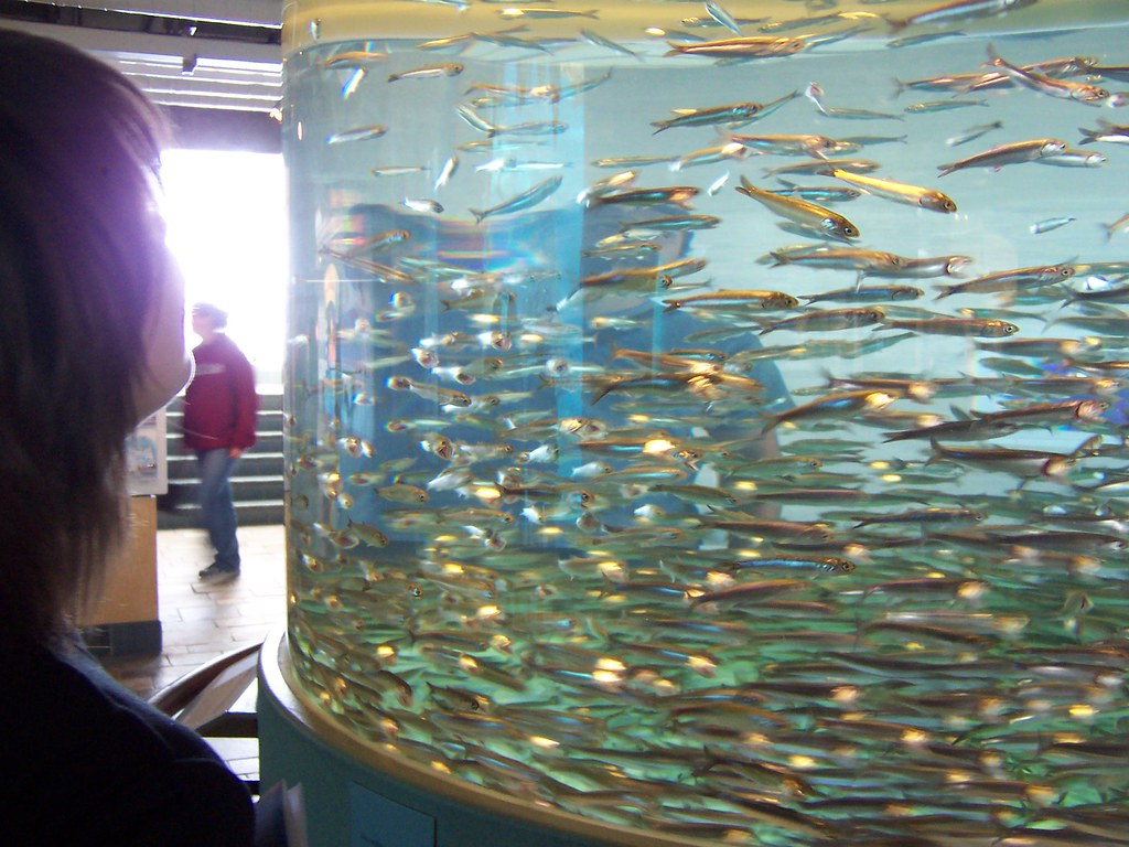 Anchovies, Monterey Bay Aquarium, California Dan Cichalski Flickr