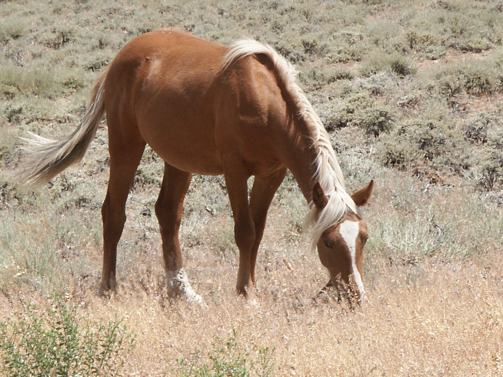 Wild Horse IV Wild Horse at Geiger Pass, Nevada a few mile… Flickr
