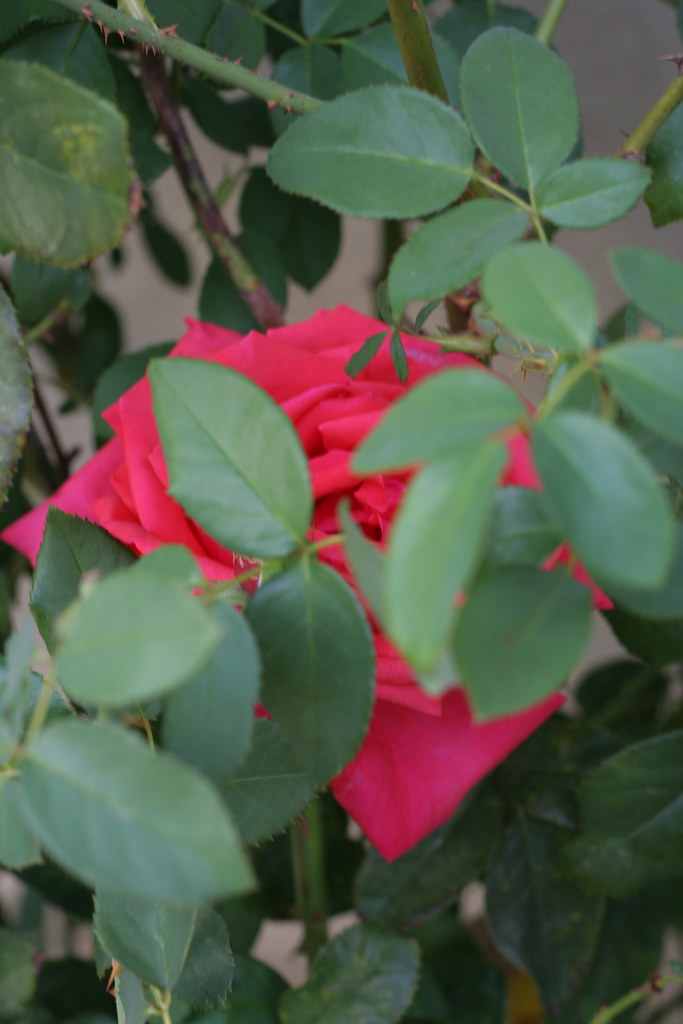 peekaboo our huge hiding roses Greg Hirson Flickr