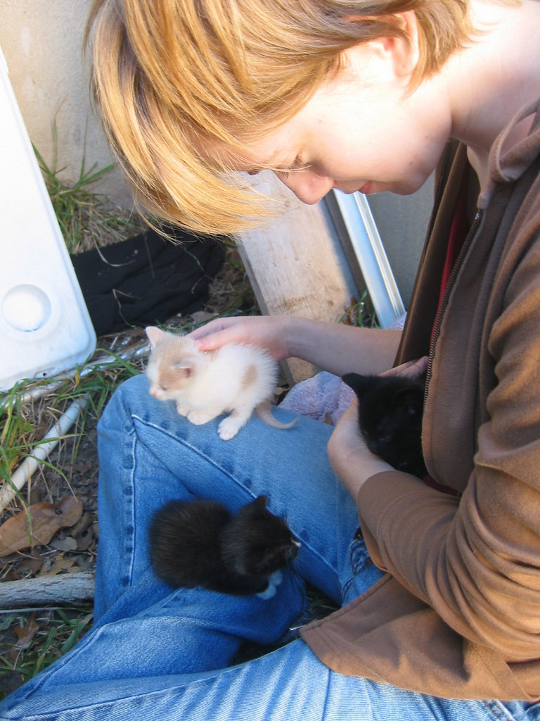 Kittens in my lap Katharine Beutner Flickr
