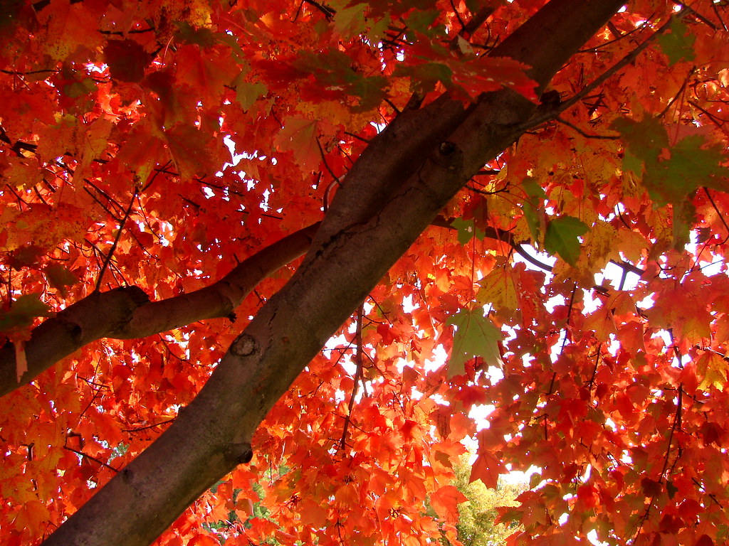 Fall in Virginia Red Maples This series of Fall Photos w… Flickr