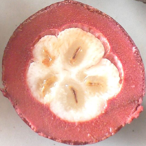 Mangustan a photo on Flickriver