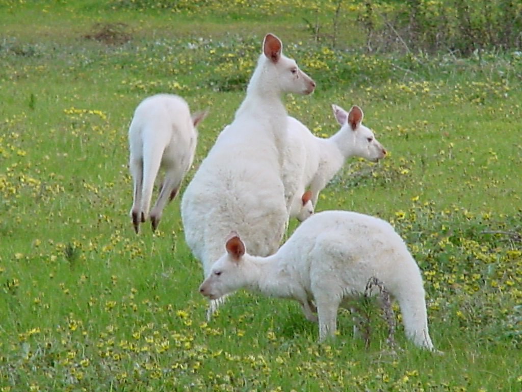 White Kangaroos at Bordertown Wildlife Park White Kangaroo… Flickr