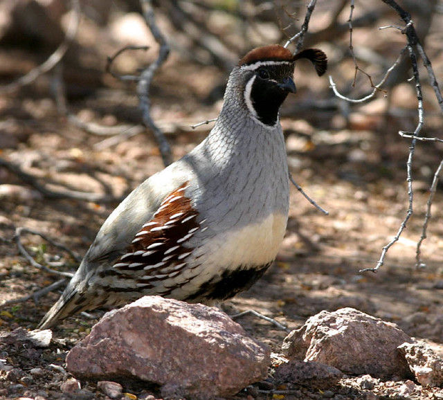 Male Gambel's Quail Male Gambel's Quail, Desert Botanical … Flickr