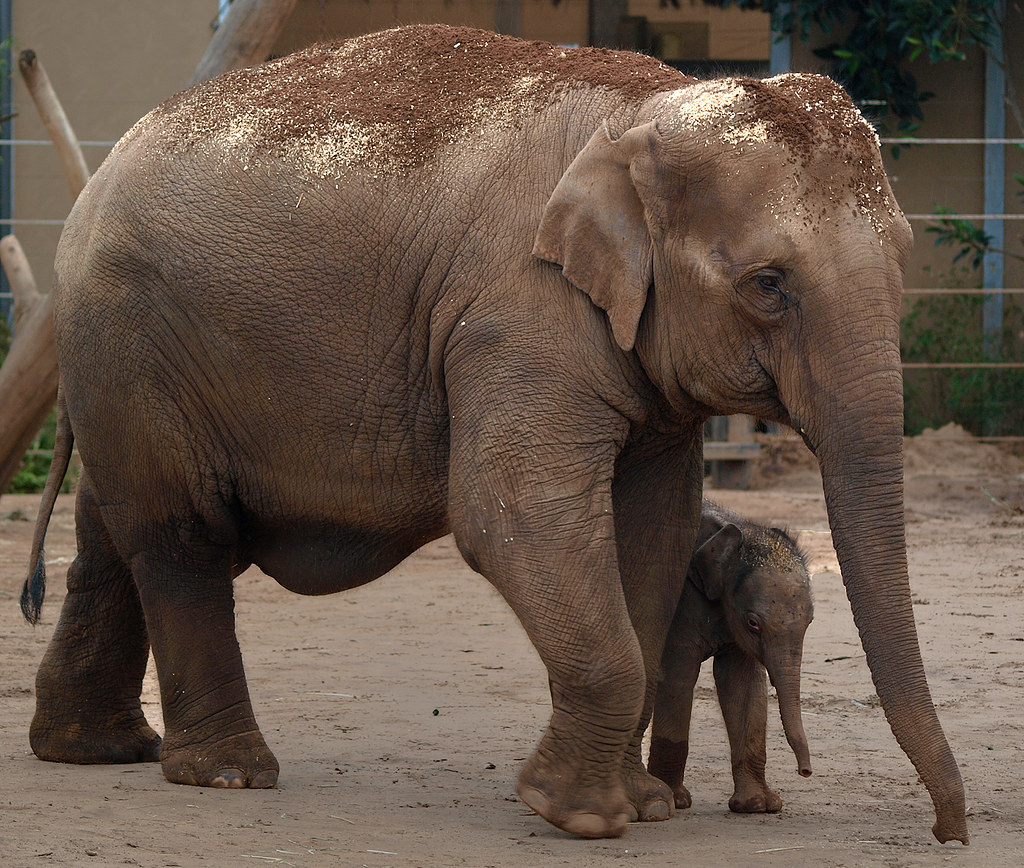 P7125815 New Baby Asian Elephant at Sydney's Taronga Zoo Steve Daggar Flickr