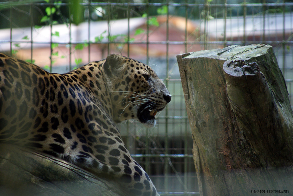 Leopard (Panthera pardus delacouri) Harimau Kumbang (in