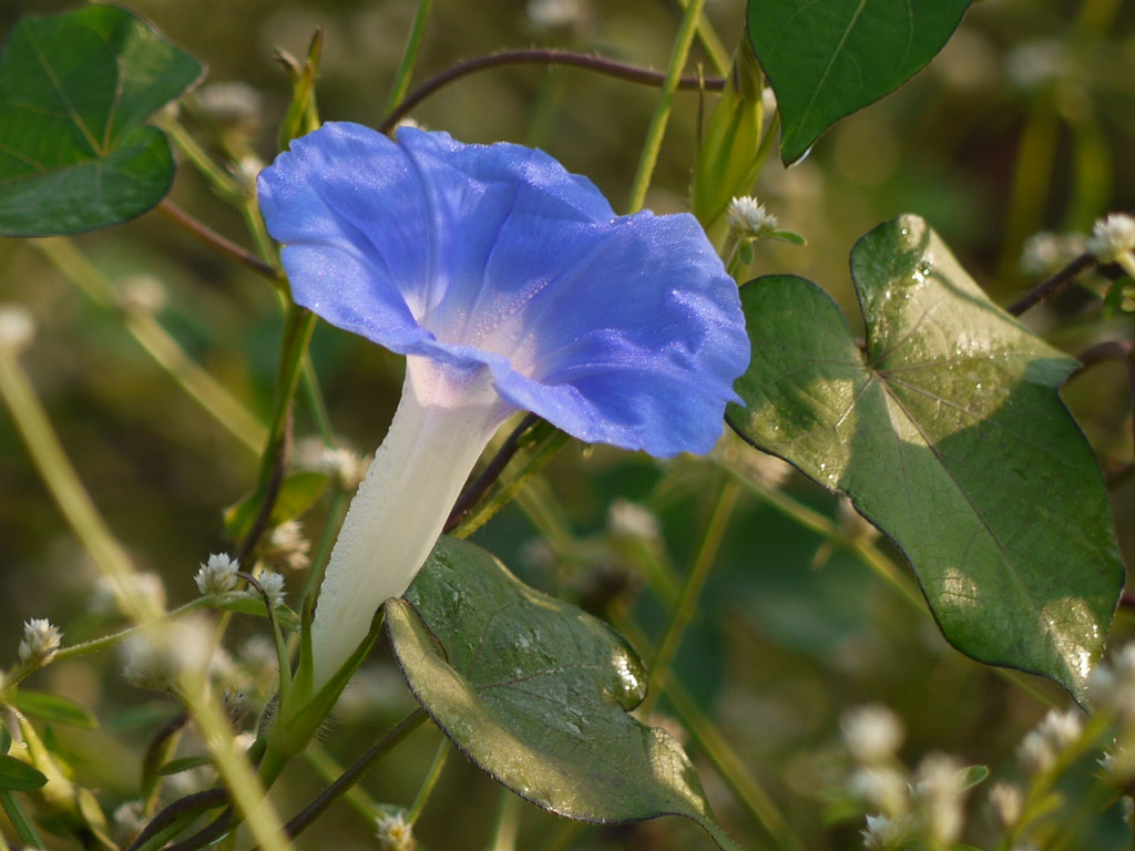 Phaprúság (Punjabi ਫਪਰੂ ਸਾਗ) Convolvulaceae (convolvulus,… Flickr
