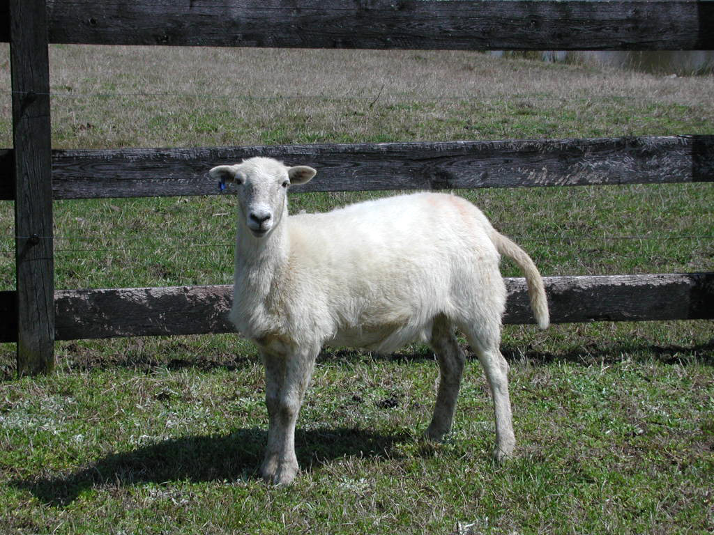 Pregnant ewe lamb Susan S. Flickr