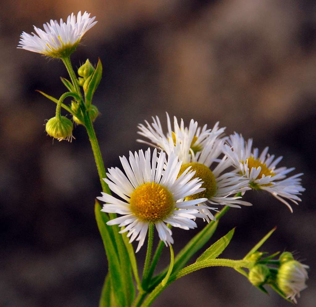 white wildflowers white wildflowers, taken along the ottaw… Flickr