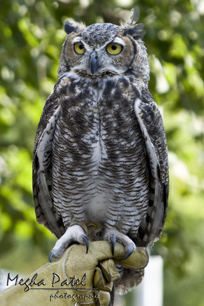Endangered Great Horned Owl MN State Fair www.meghaphotog… Flickr