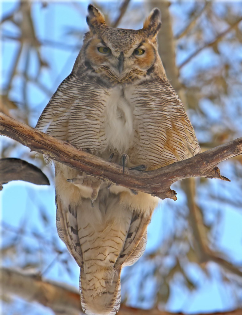 Farm GHO Taken at Kaupp farm New Dayton Alberta Howard Powell Flickr