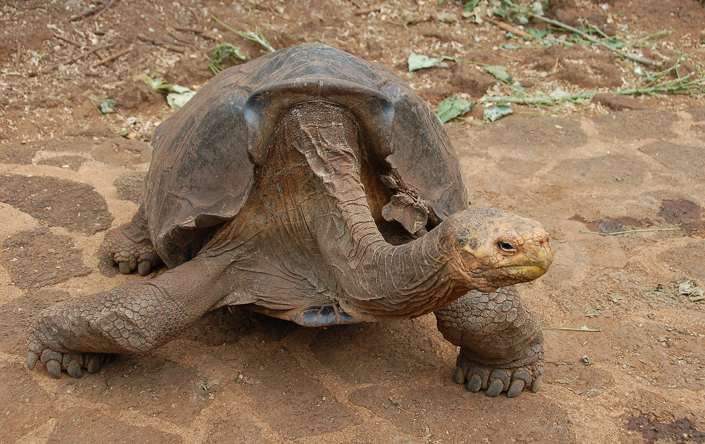 Giant Tortoise Diego Diego was brought from the San Dieg… Flickr